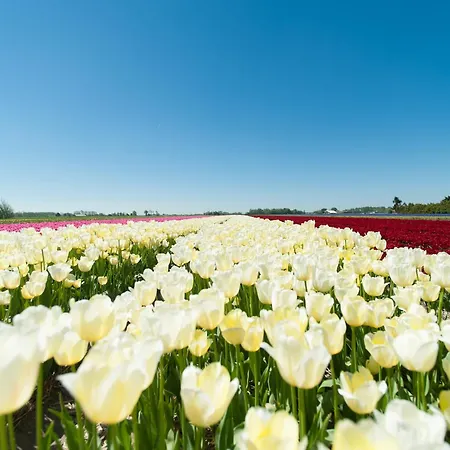 Near Dunes Casa de Férias 't Zand